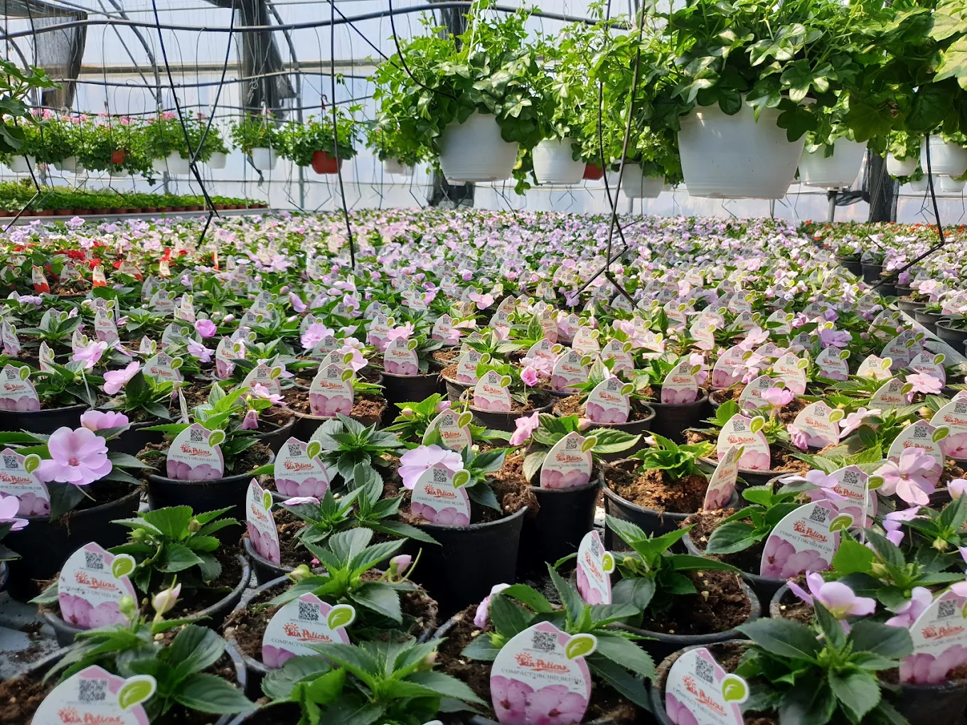 Impatiens în ghivece, producție proprie