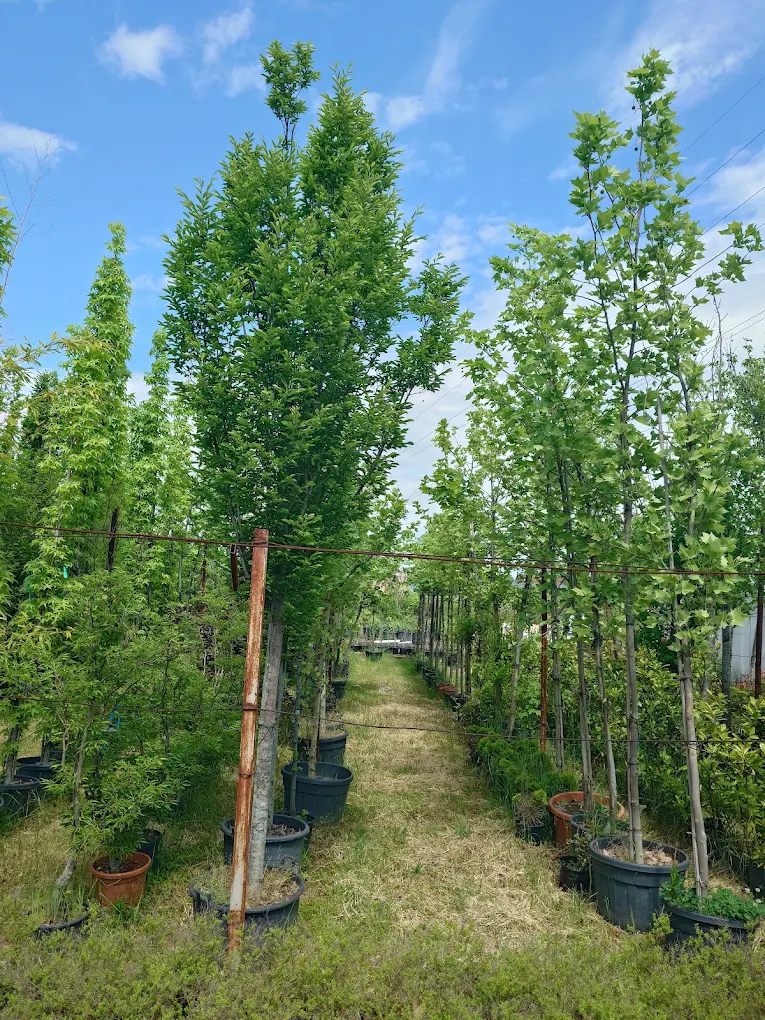 Rânduri de arbori ornamentali la ghiveci