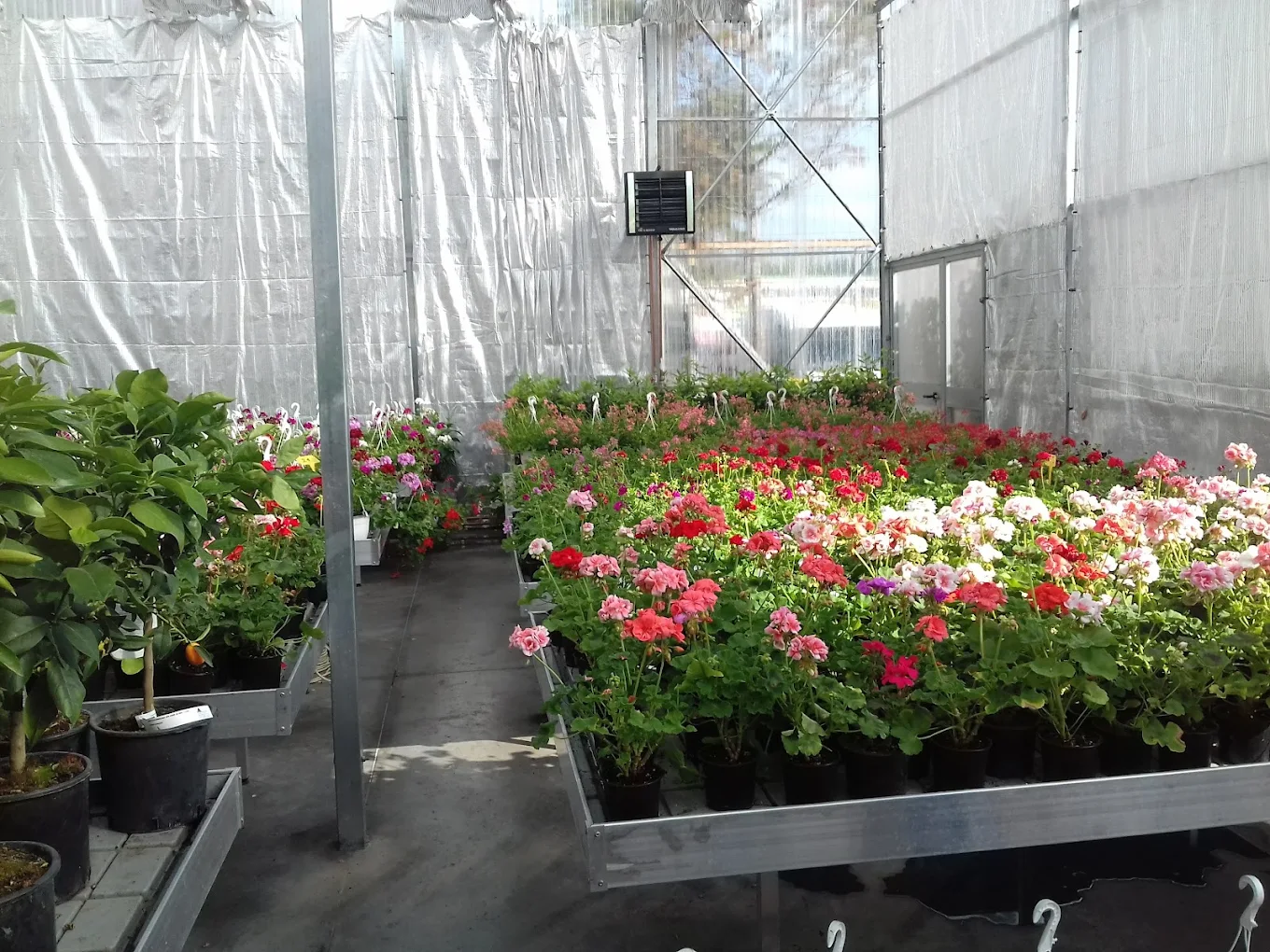 Plante decorative pentru interior